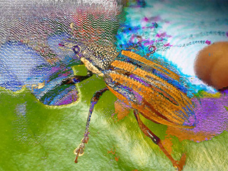PRETEND ENTOMOLOGY